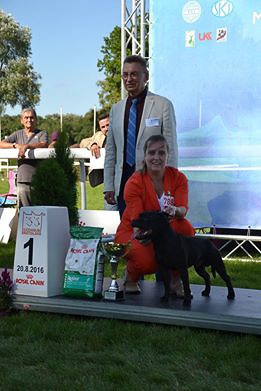 Shrnutí výstavní sezóny Domidar Dogs 2016
