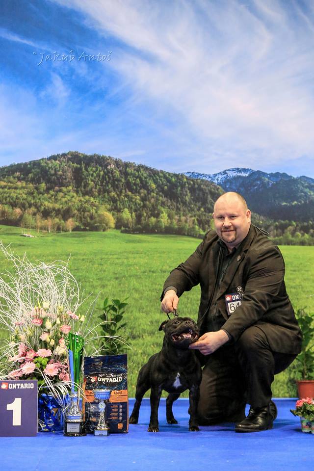 Shrnutí výstavní sezóny Domidar Dogs 2016