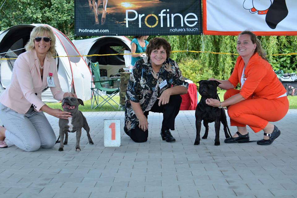 Shrnutí výstavní sezóny Domidar Dogs 2016