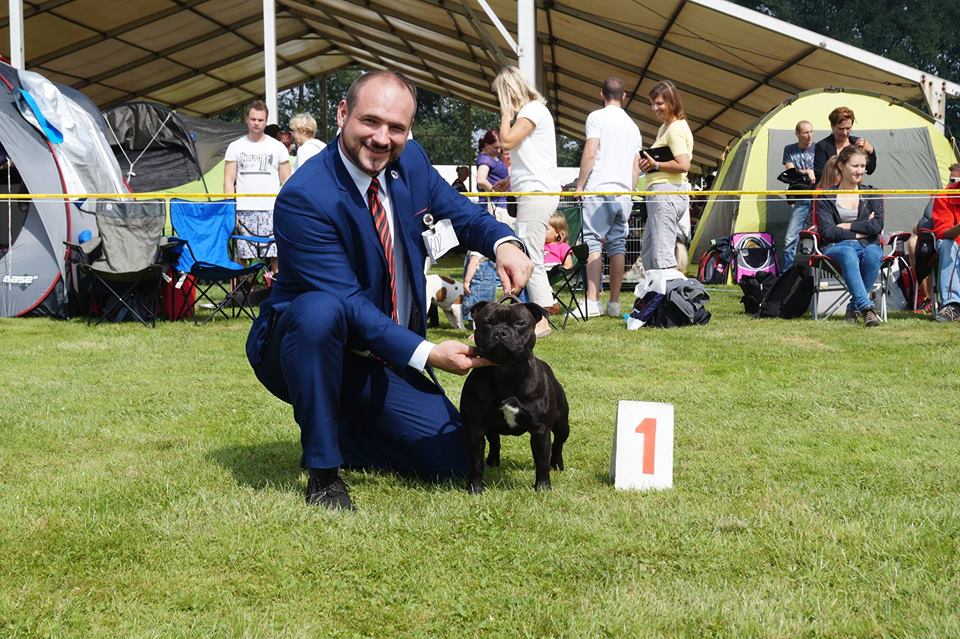 Shrnutí výstavní sezóny Domidar Dogs 2016