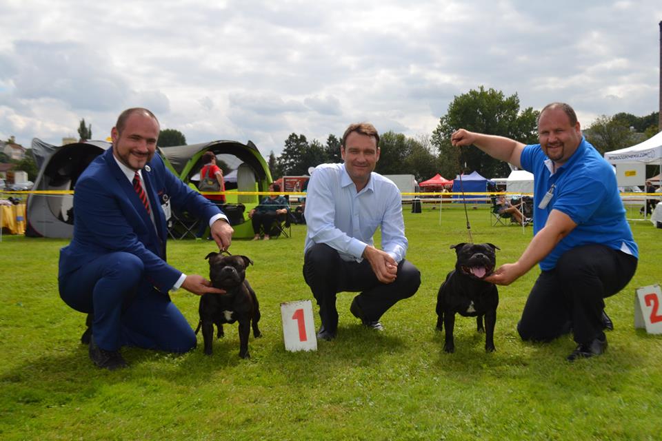Shrnutí výstavní sezóny Domidar Dogs 2016