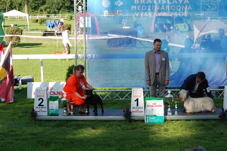 Shrnutí výstavní sezóny Domidar Dogs 2016