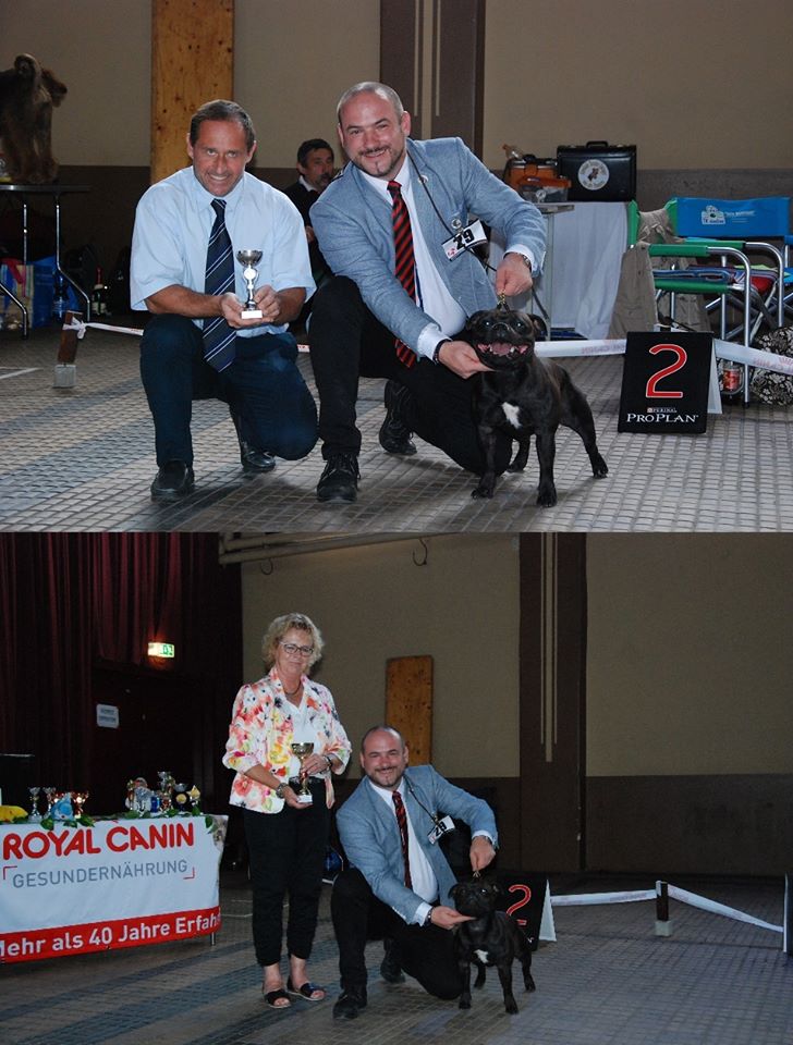 Shrnutí výstavní sezóny Domidar Dogs 2016