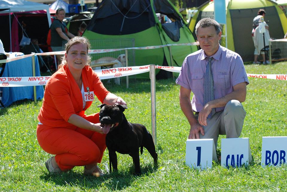 Shrnutí výstavní sezóny Domidar Dogs 2016