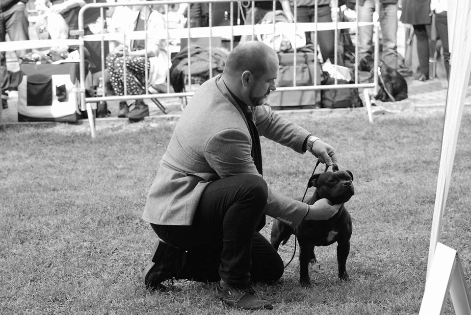 Shrnutí výstavní sezóny Domidar Dogs 2016