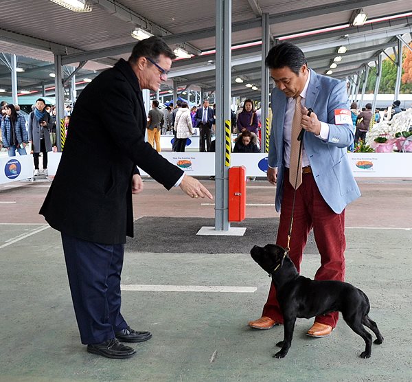 Shrnutí výstavní sezóny Domidar Dogs 2016