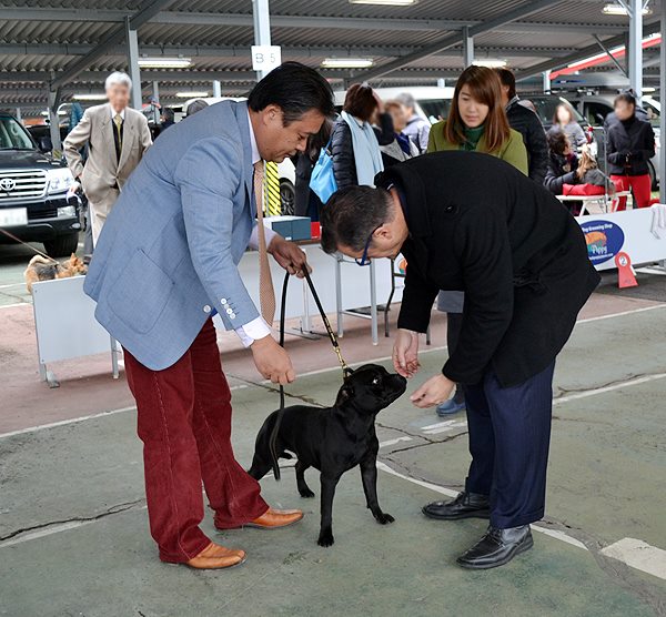 Shrnutí výstavní sezóny Domidar Dogs 2016