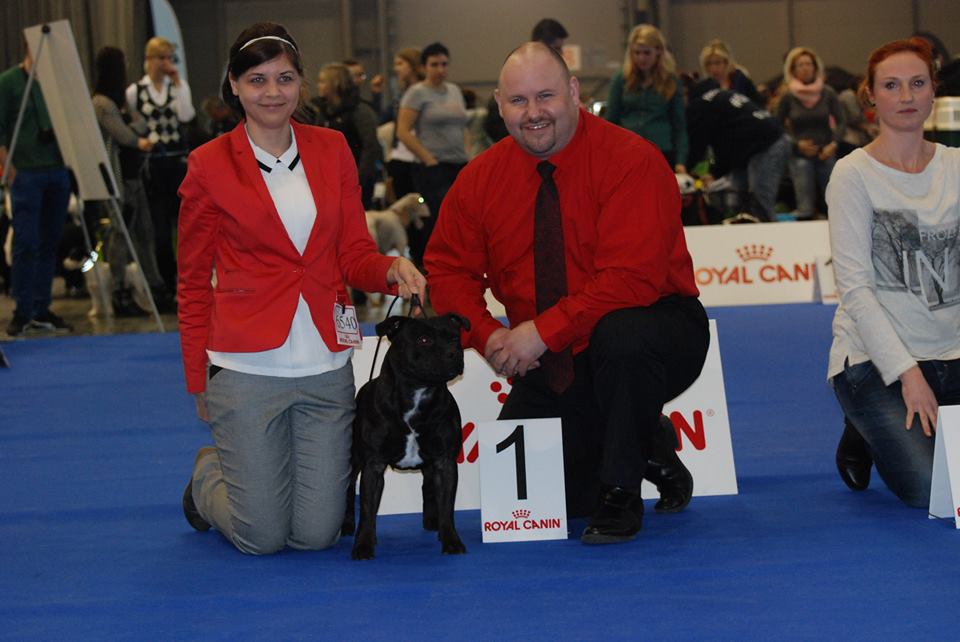 Shrnutí výstavní sezóny Domidar Dogs 2016