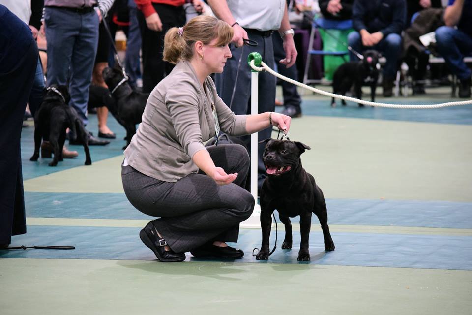 Shrnutí výstavní sezóny Domidar Dogs 2016
