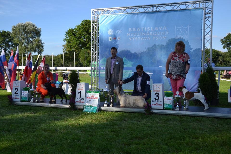 Shrnutí výstavní sezóny Domidar Dogs 2016