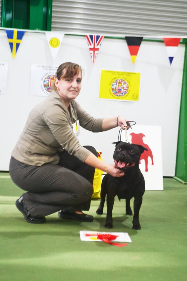 Shrnutí výstavní sezóny Domidar Dogs 2016