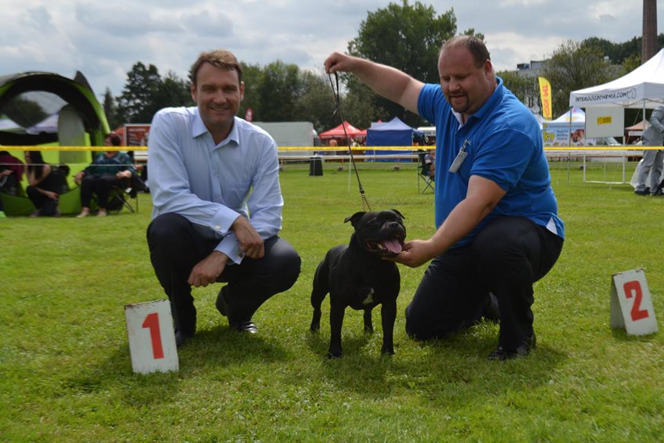 Shrnutí výstavní sezóny Domidar Dogs 2016