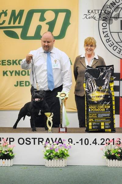 Shrnutí výstavní sezóny Domidar Dogs 2016