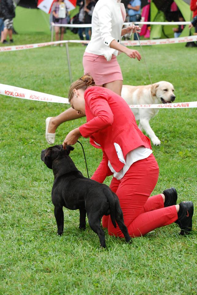 Shrnutí výstavní sezóny Domidar Dogs 2016