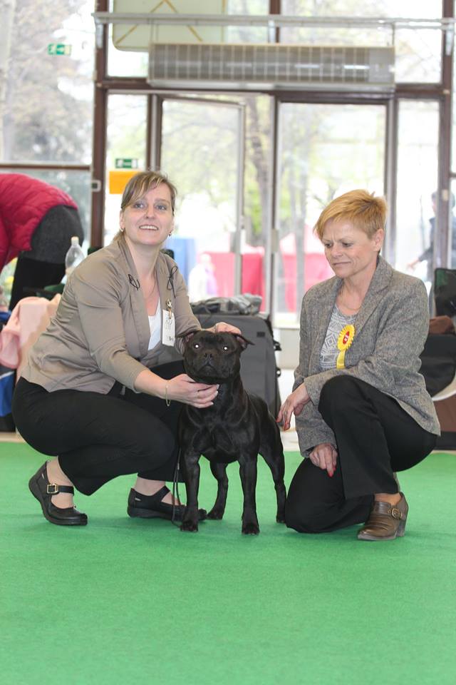 Shrnutí výstavní sezóny Domidar Dogs 2016