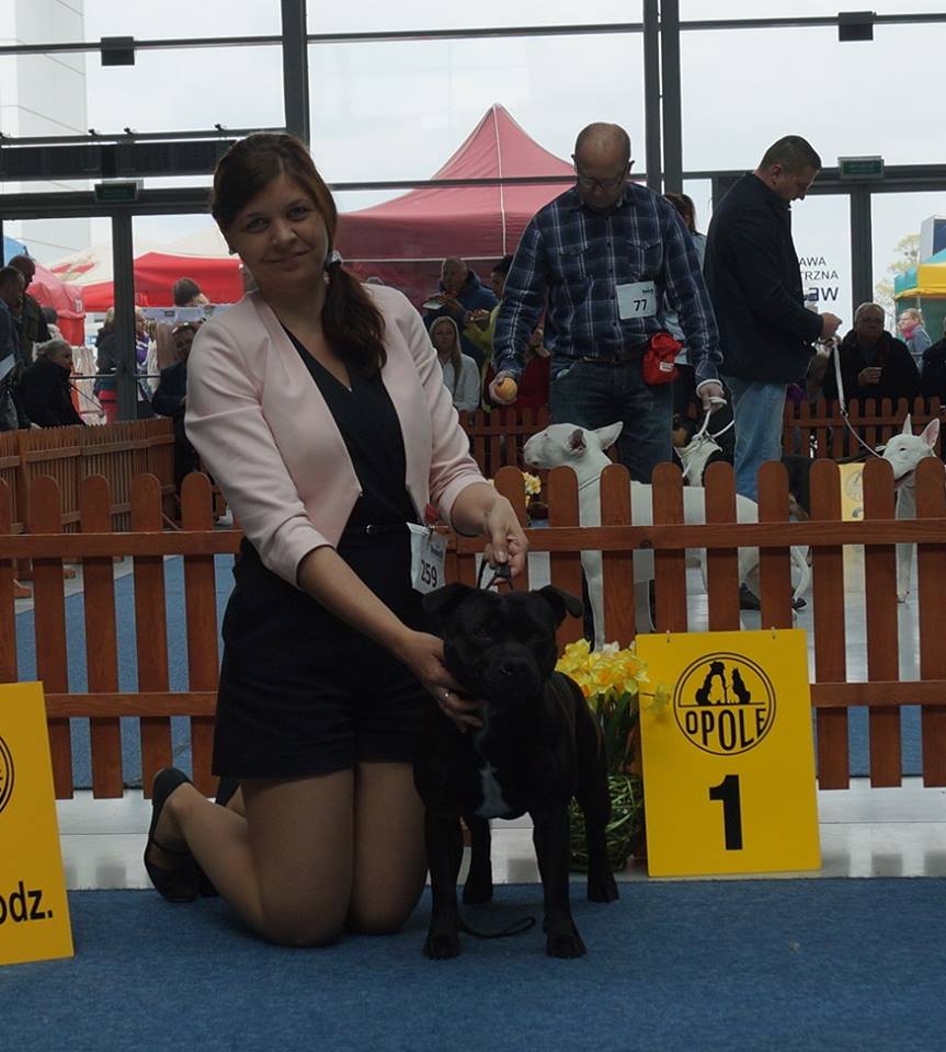 Shrnutí výstavní sezóny Domidar Dogs 2016
