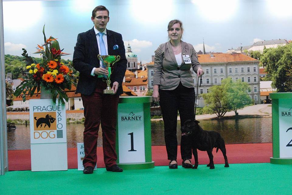 Shrnutí výstavní sezóny Domidar Dogs 2016