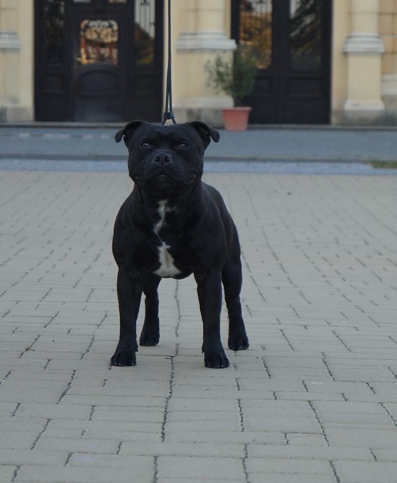 Shrnutí výstavní sezóny Domidar Dogs 2016