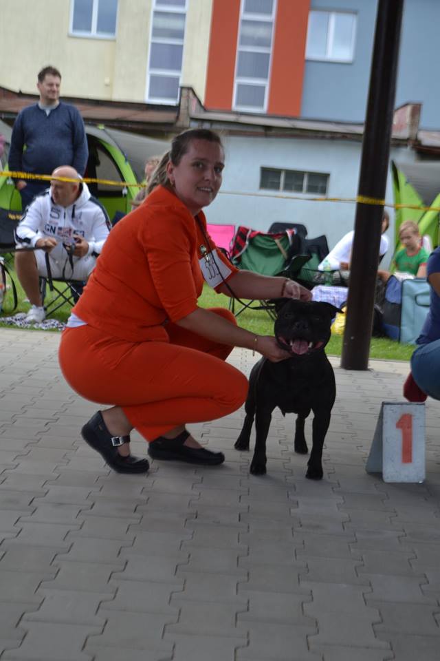 Shrnutí výstavní sezóny Domidar Dogs 2016