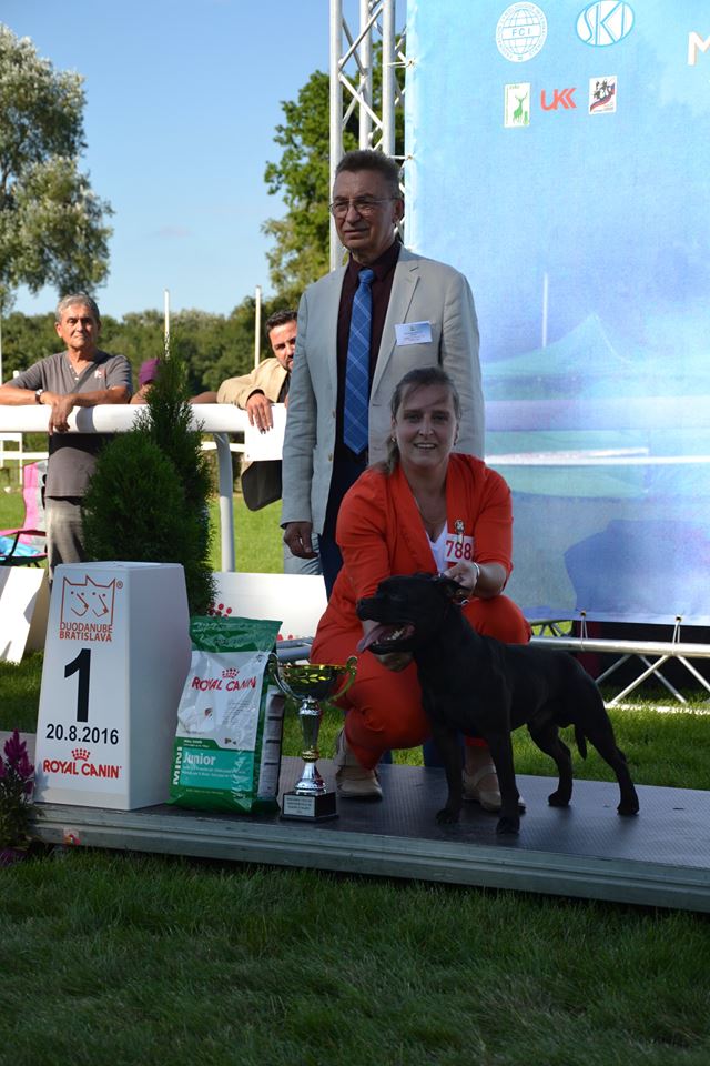 Shrnutí výstavní sezóny Domidar Dogs 2016