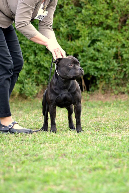 Shrnutí výstavní sezóny Domidar Dogs 2016