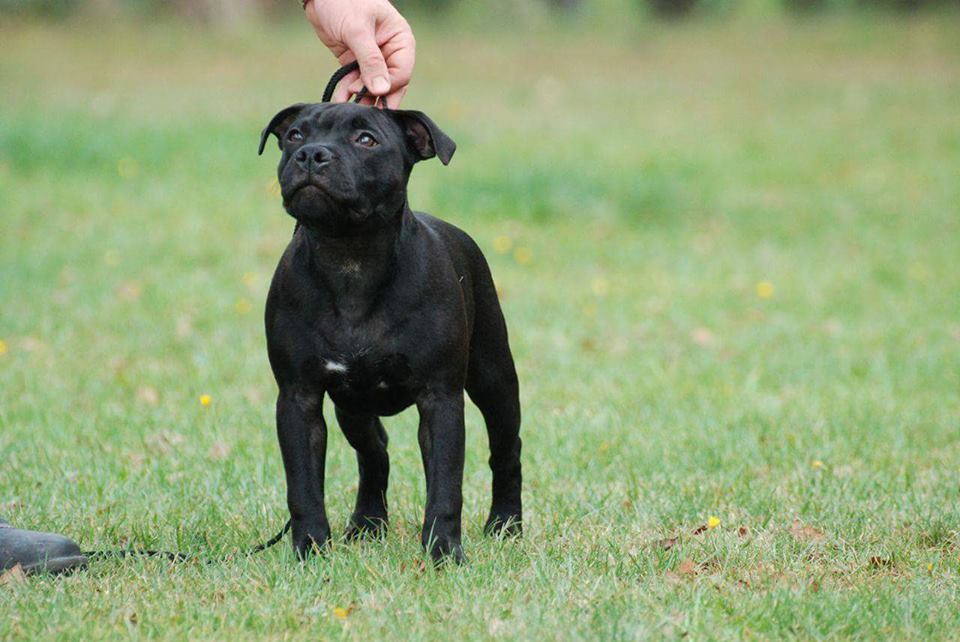 Shrnutí výstavní sezóny Domidar Dogs 2016