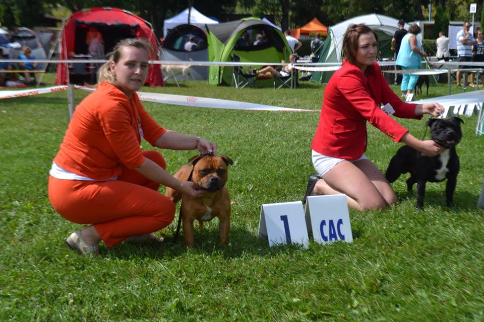 Shrnutí výstavní sezóny Domidar Dogs 2016
