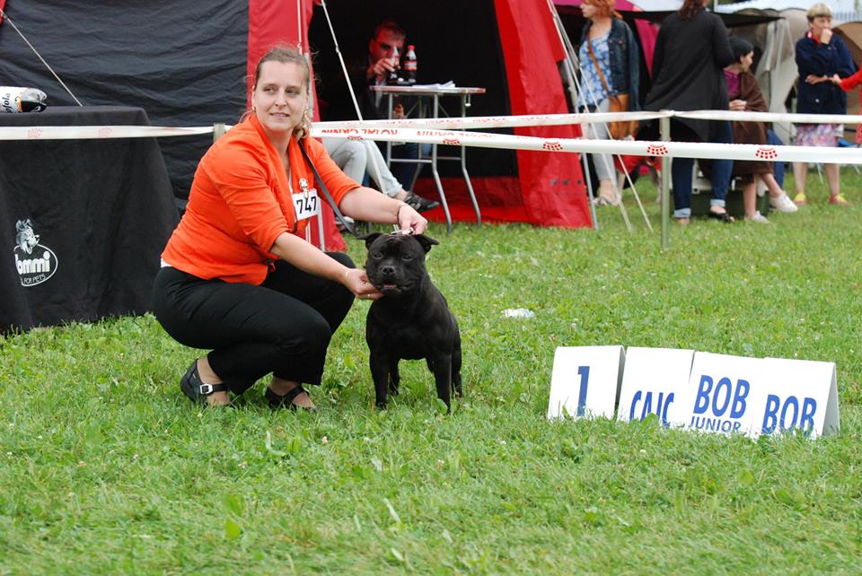 Shrnutí výstavní sezóny Domidar Dogs 2016