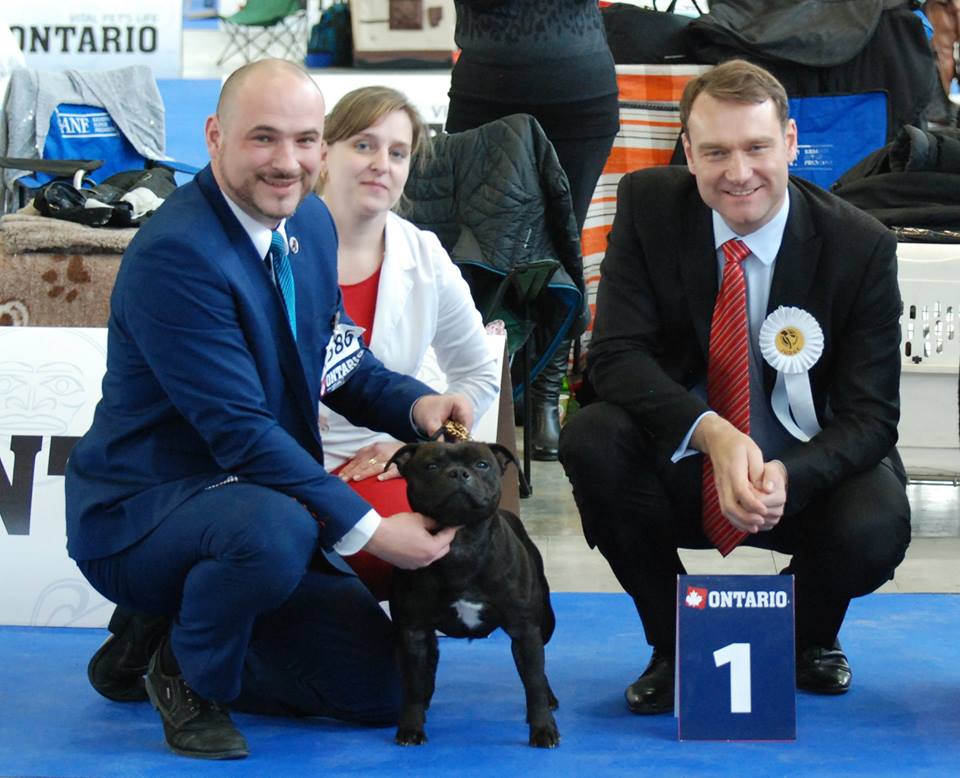 Shrnutí výstavní sezóny Domidar Dogs 2017