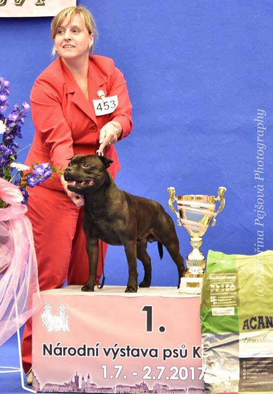 Shrnutí výstavní sezóny Domidar Dogs 2017