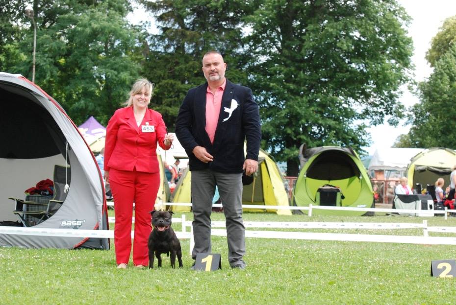 Shrnutí výstavní sezóny Domidar Dogs 2017