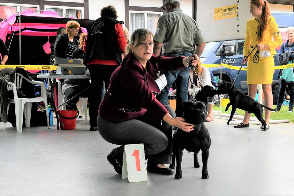 Shrnutí výstavní sezóny Domidar Dogs 2017