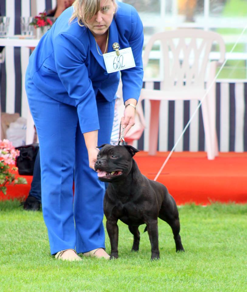 Shrnutí výstavní sezóny Domidar Dogs 2017