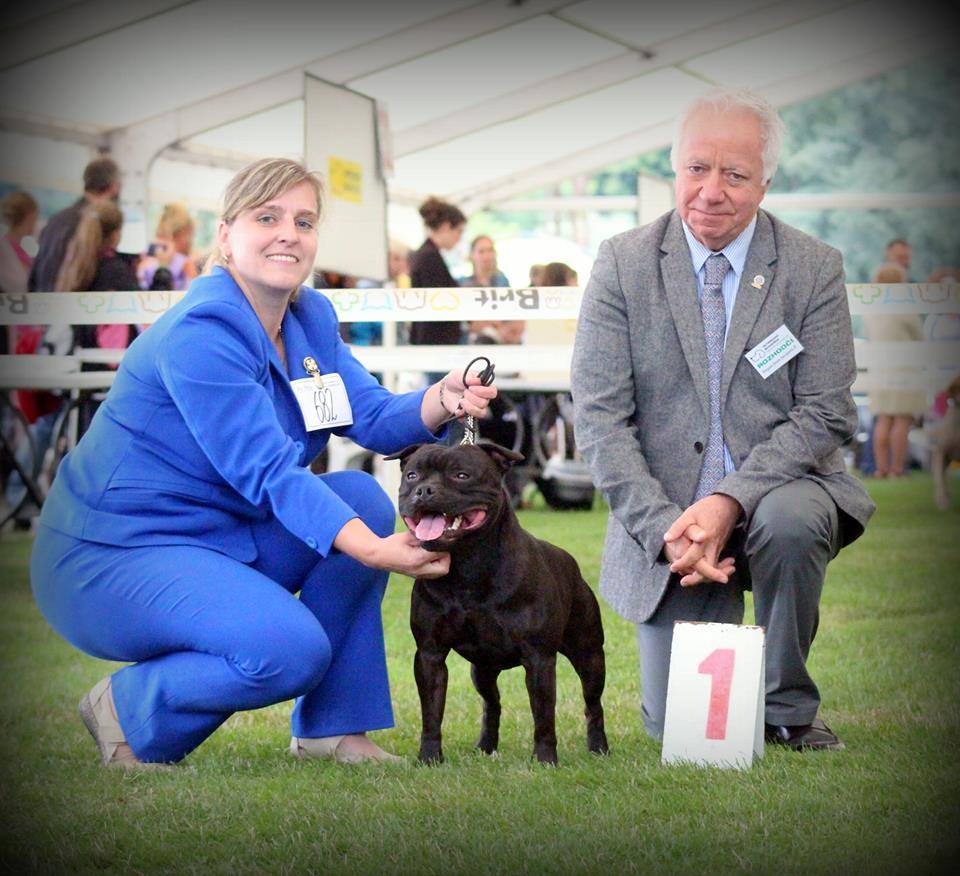 Shrnutí výstavní sezóny Domidar Dogs 2017