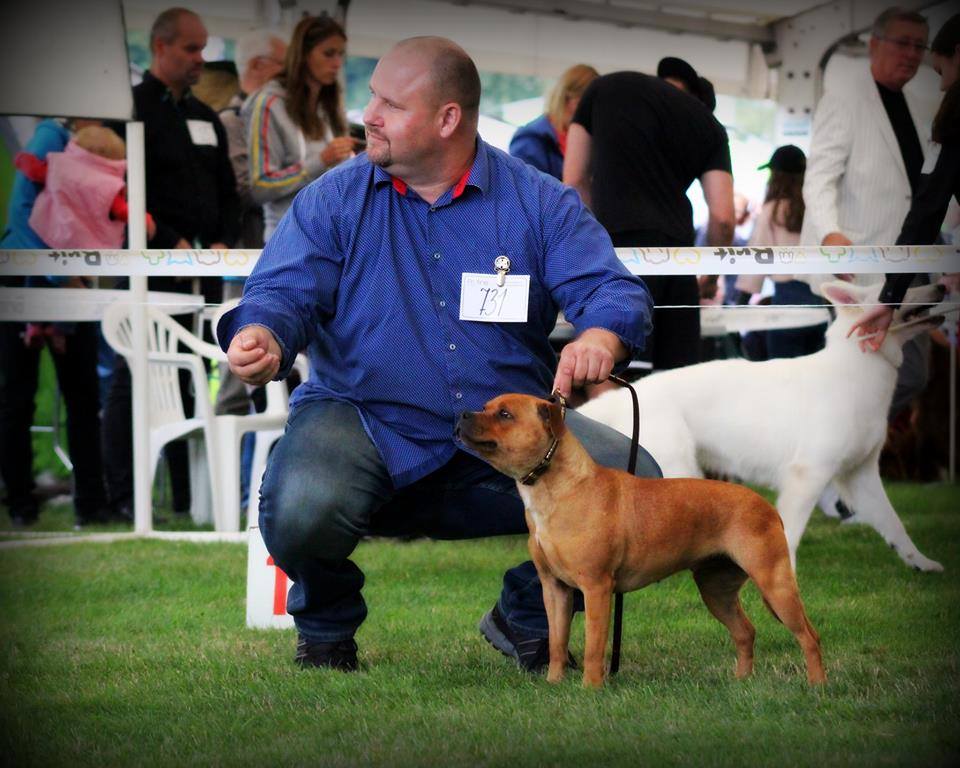 Shrnutí výstavní sezóny Domidar Dogs 2017