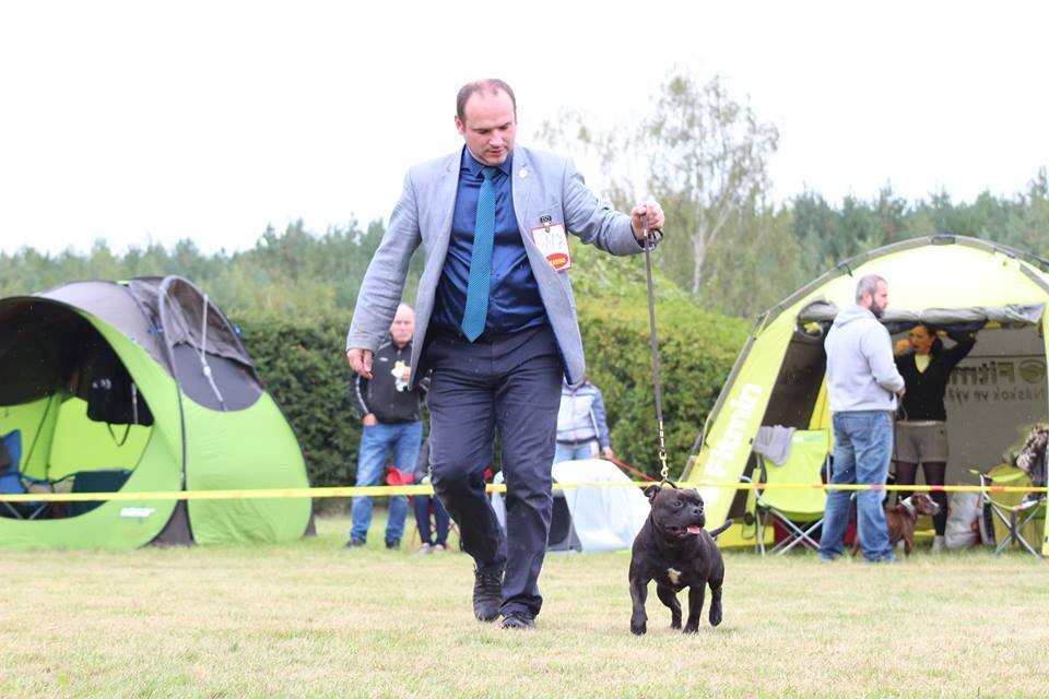Shrnutí výstavní sezóny Domidar Dogs 2017