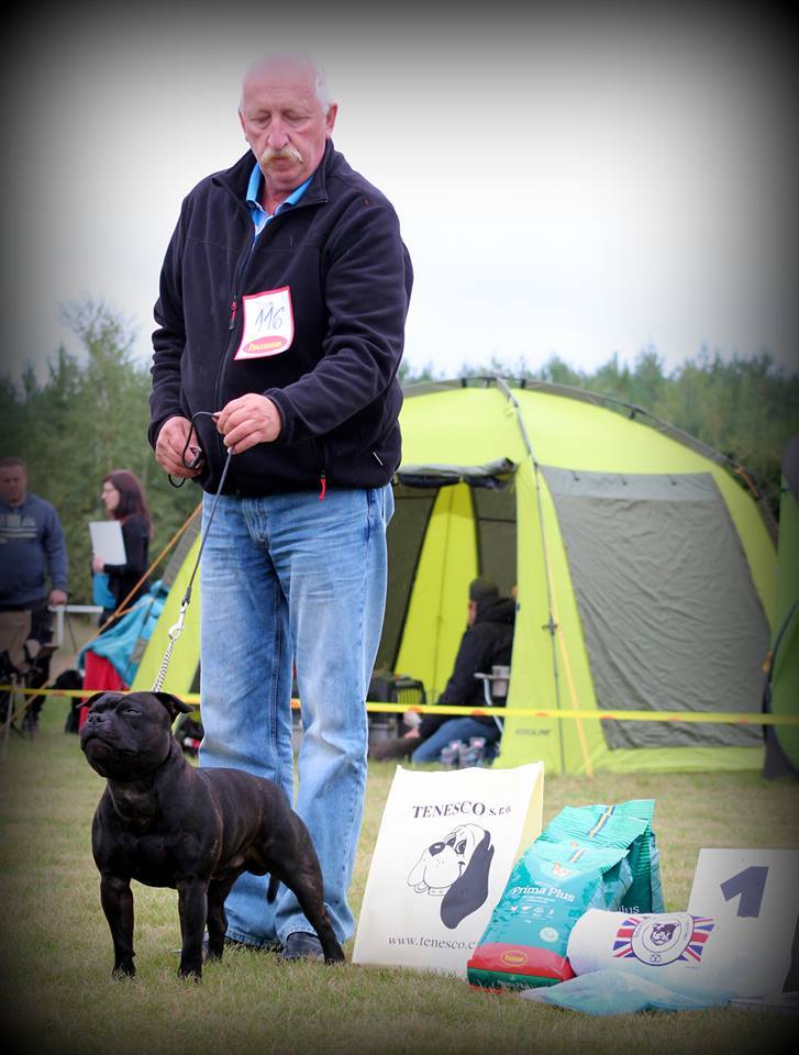 Shrnutí výstavní sezóny Domidar Dogs 2017