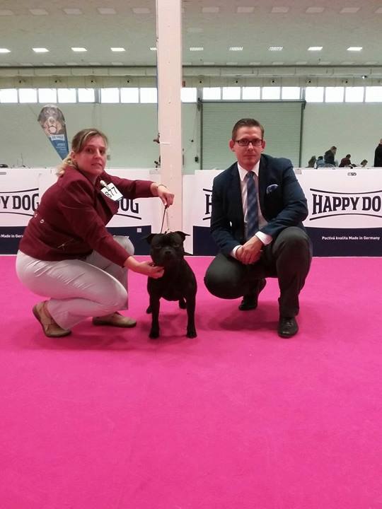 Shrnutí výstavní sezóny Domidar Dogs 2017