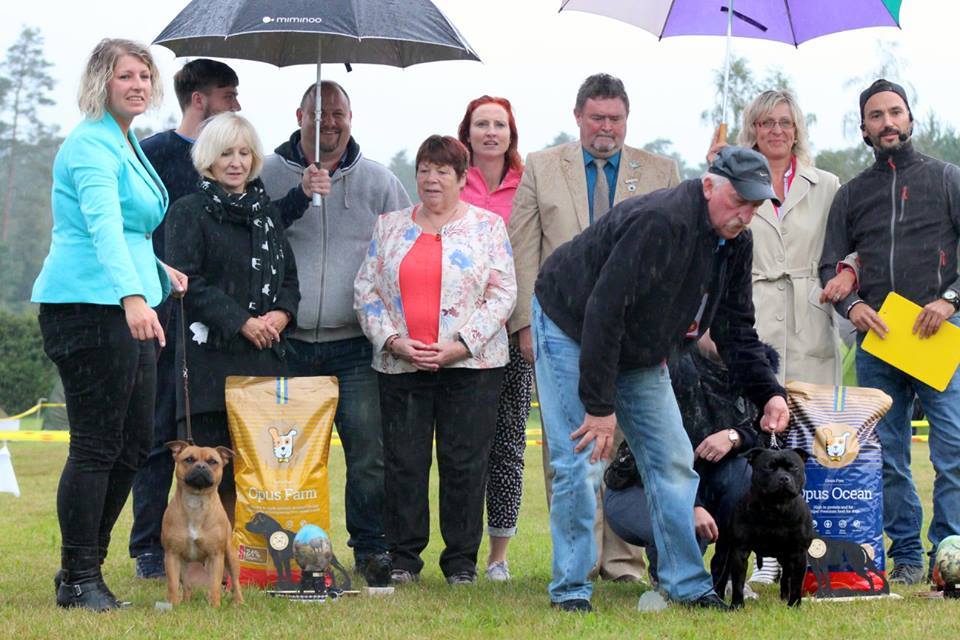 Shrnutí výstavní sezóny Domidar Dogs 2017
