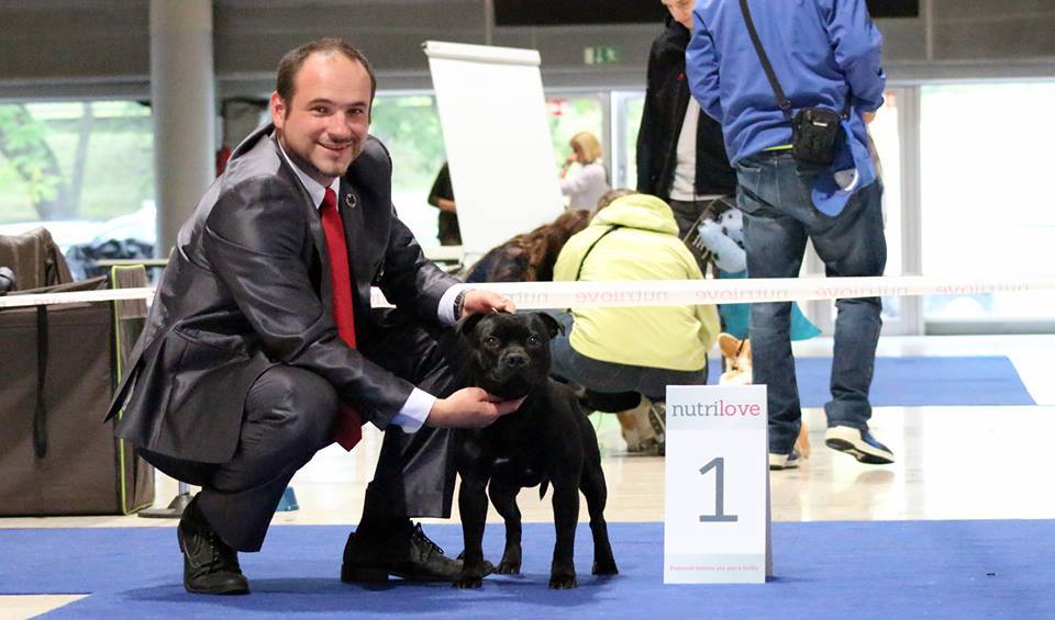 Shrnutí výstavní sezóny Domidar Dogs 2017