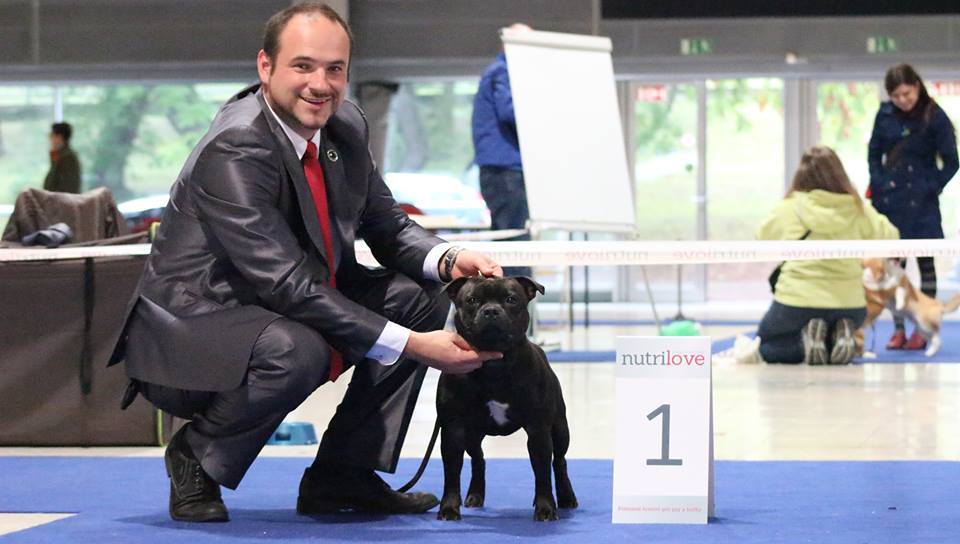Shrnutí výstavní sezóny Domidar Dogs 2017