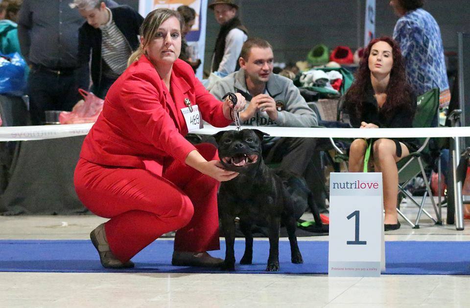 Shrnutí výstavní sezóny Domidar Dogs 2017