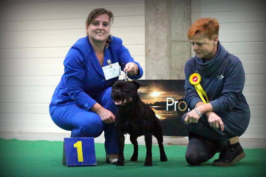 Shrnutí výstavní sezóny Domidar Dogs 2017