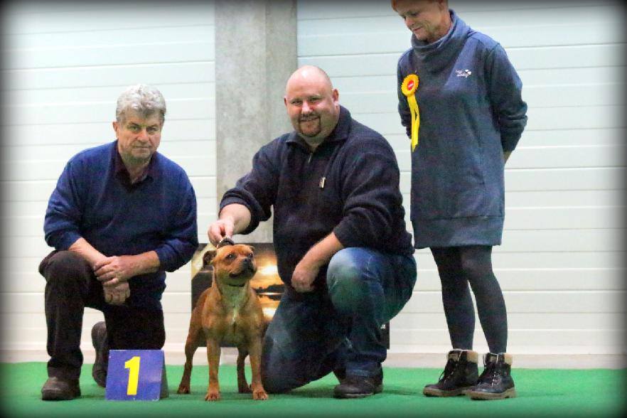 Shrnutí výstavní sezóny Domidar Dogs 2017