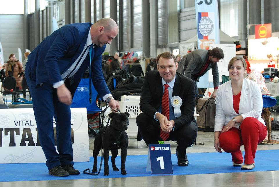 Shrnutí výstavní sezóny Domidar Dogs 2017