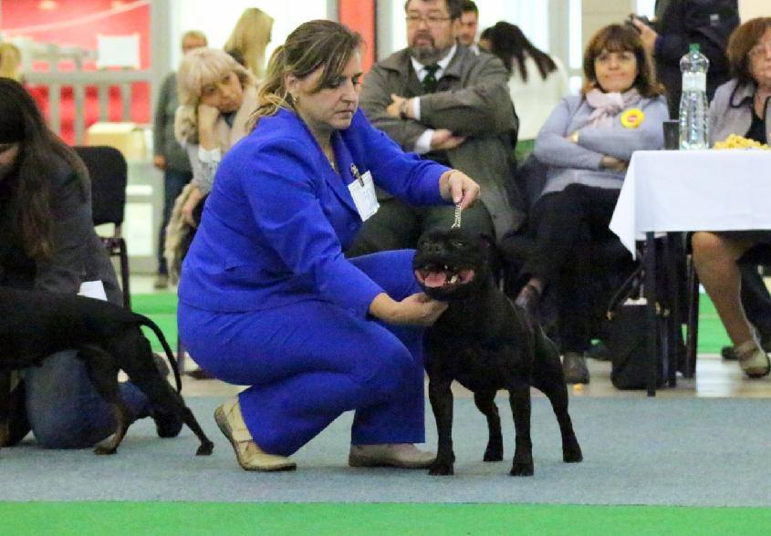 Shrnutí výstavní sezóny Domidar Dogs 2017