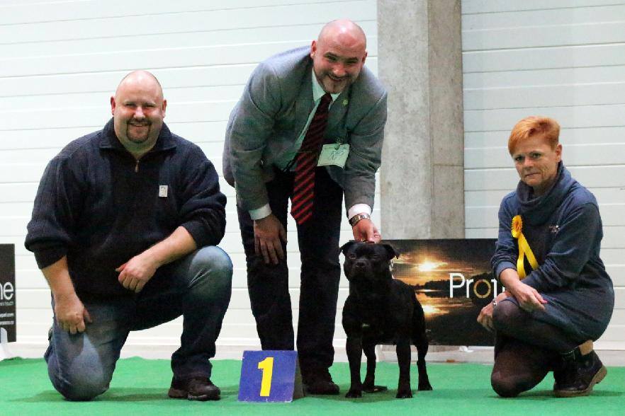 Shrnutí výstavní sezóny Domidar Dogs 2017