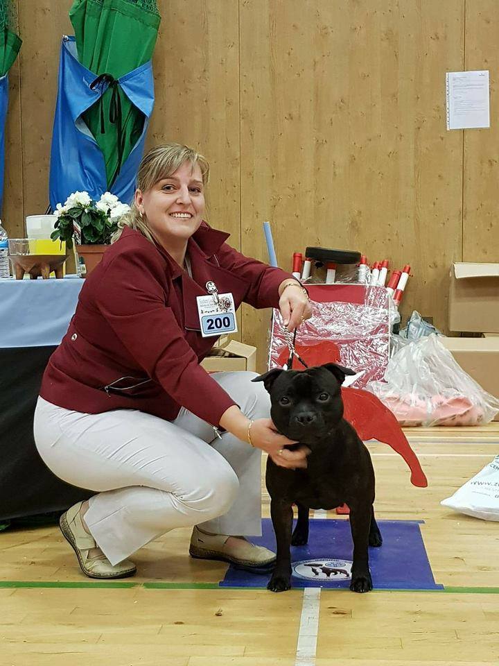 Shrnutí výstavní sezóny Domidar Dogs 2017