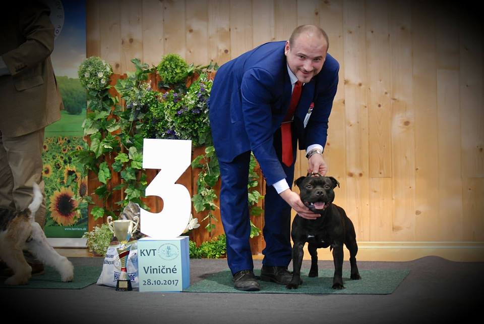 Shrnutí výstavní sezóny Domidar Dogs 2017