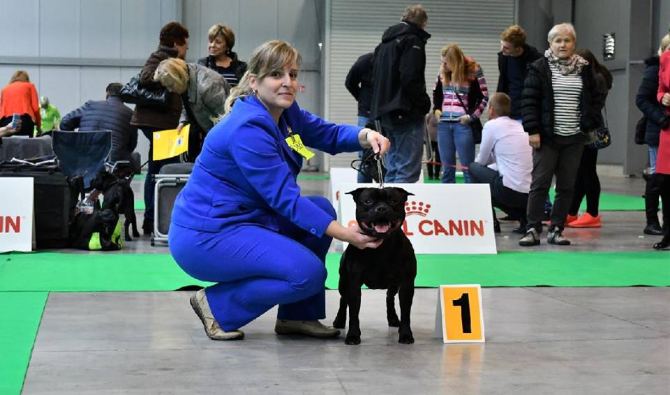 Shrnutí výstavní sezóny Domidar Dogs 2017